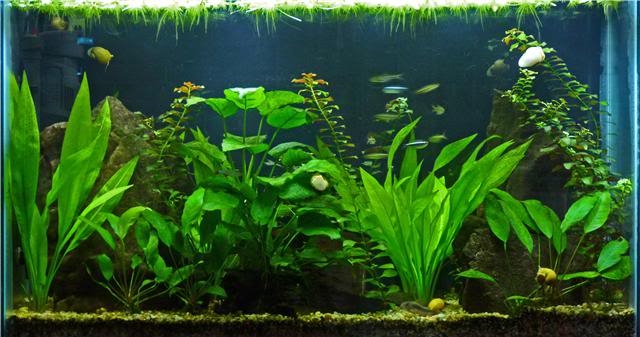 水草造景風格及常用水草介紹