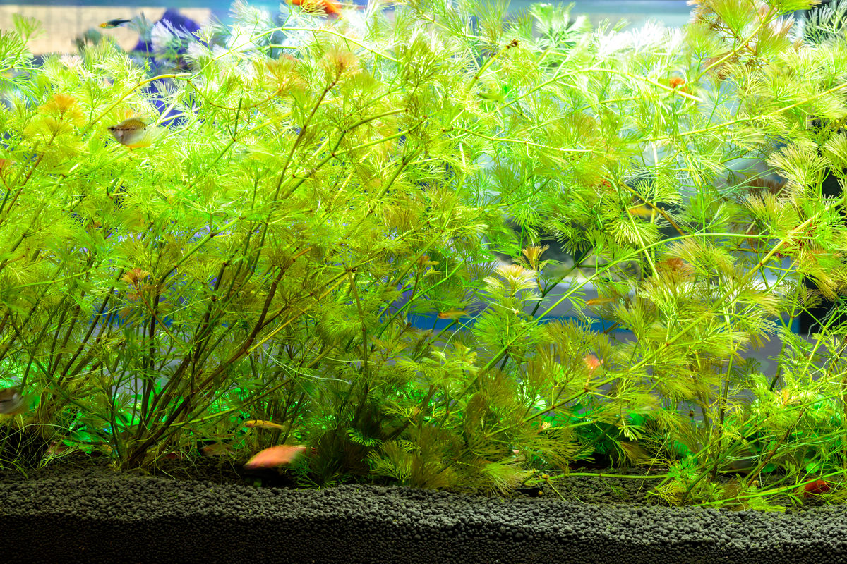 最近流行的水草造景風格簡介