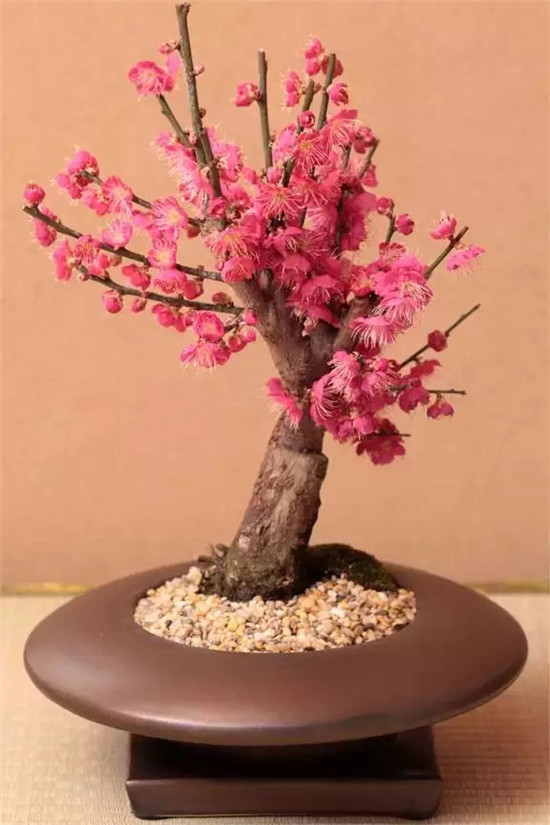 家里放這些植物大吉大利 你家有了嗎？